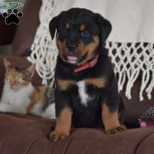 Amaya, Bernese Mountain Dog Mix Puppy